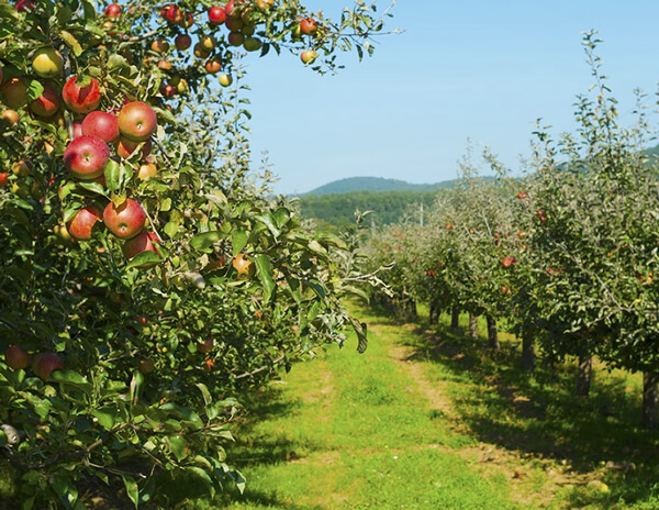 Friendly Orchard